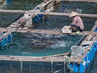 Ferme aquacole : nourrissage des poissons